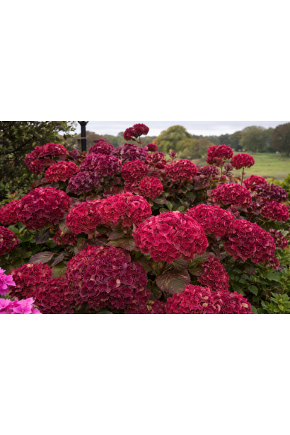 Гортензія Ребеліон Choco Love дорослий кущ